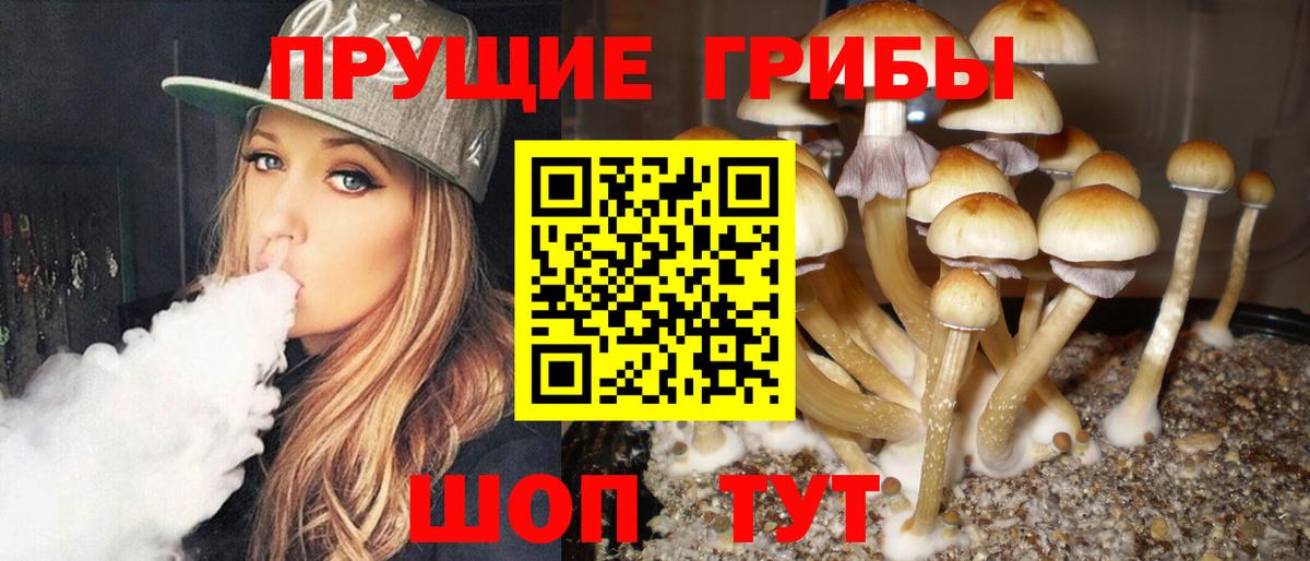 Псилоцибиновые грибы Psilocybe Малоярославец